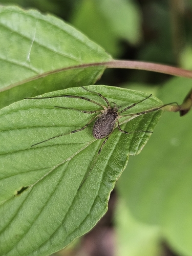 Oligolophus tridens
