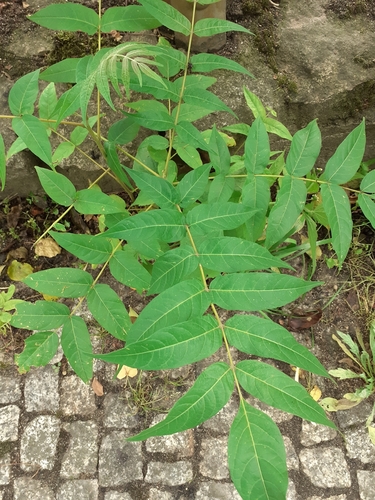 tree-of-heaven