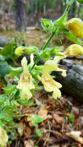 Sticky Sage