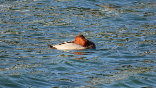 Common Pochard