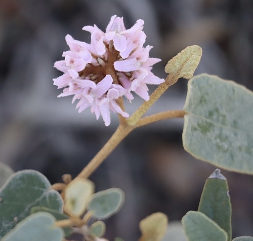Coast Velvet-bush