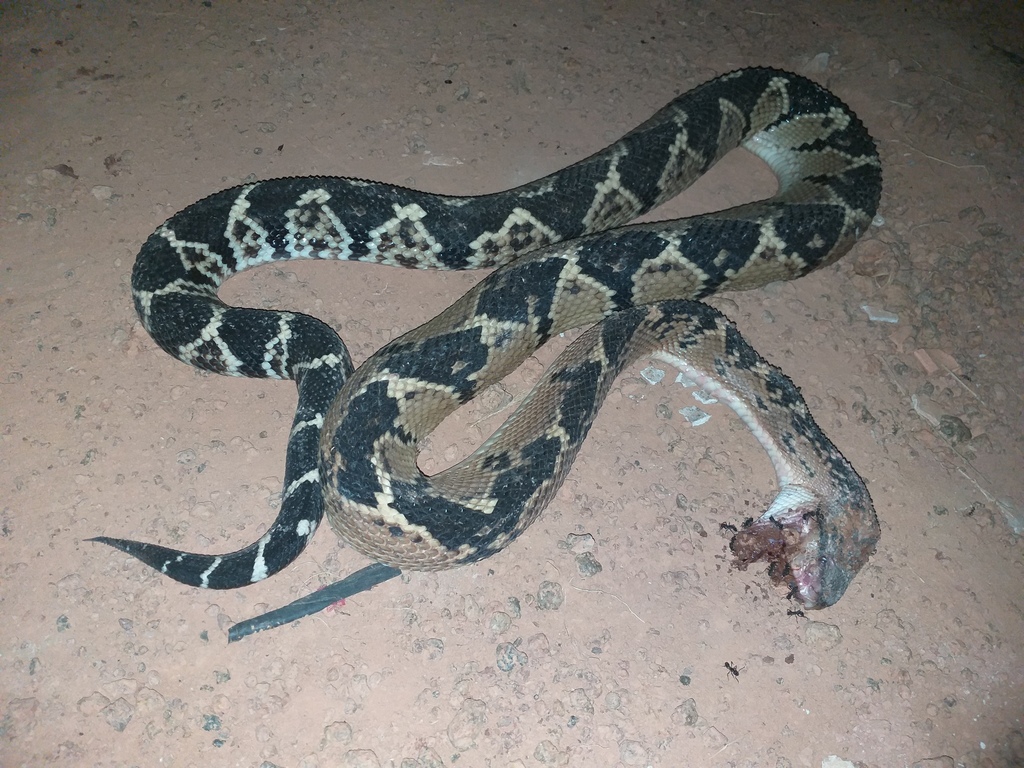 South American Bushmaster