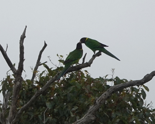 Twenty-eight Ringneck
