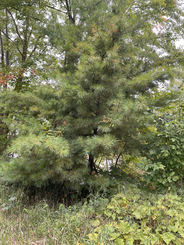 eastern white pine