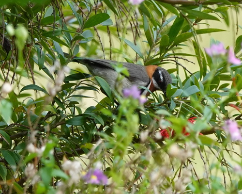 Western Spinebill