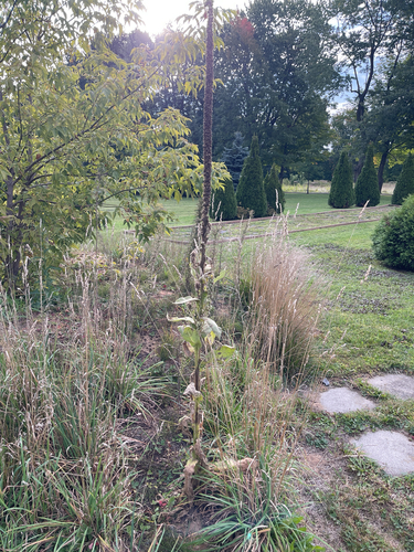 great mullein