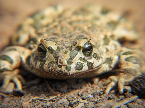 Green Toad