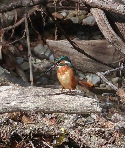 Common Kingfisher