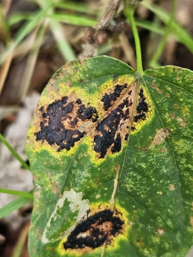 Black Tar Spot