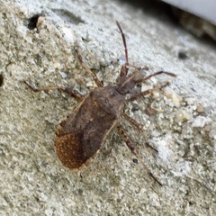 Ceraleptus americanus