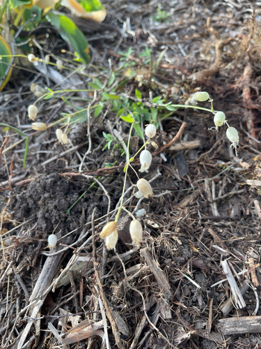 bladder campion