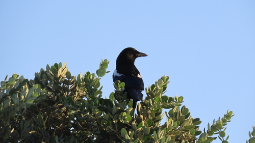 Eurasian Magpie