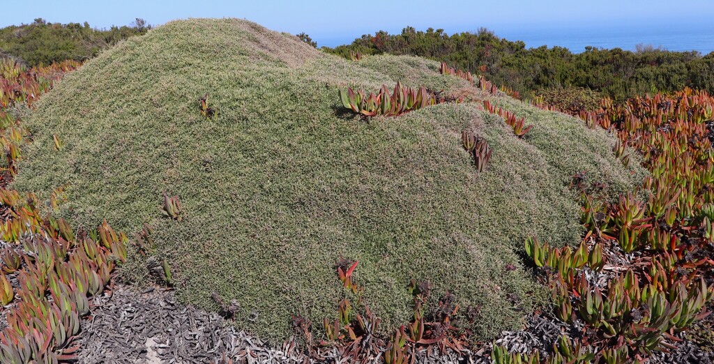 Stauracanthus genistoides