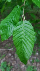 Carpinus betulus