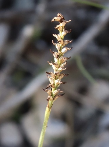 Genoplesium tepperi