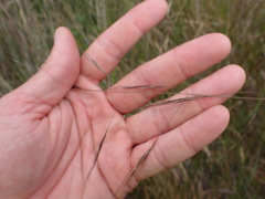 Nassella lepida