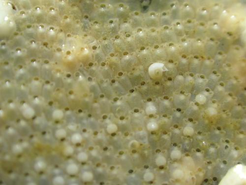 Schizoporella unicornis observed 2026-09-13