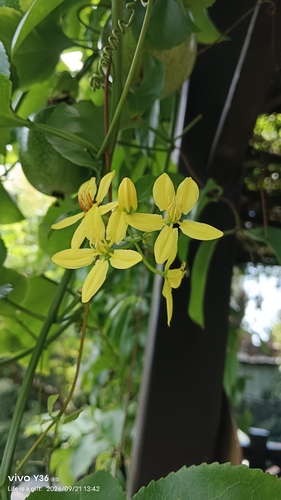 Tristellateia australasiae observed 2026-09-21