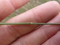 Nassella lepida