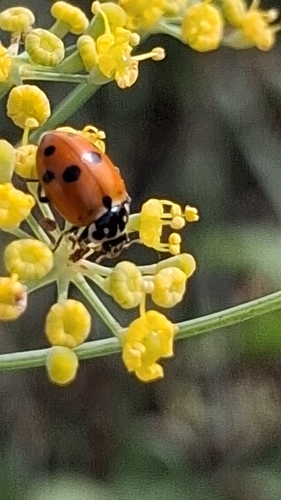 Variegated Lady Beetle