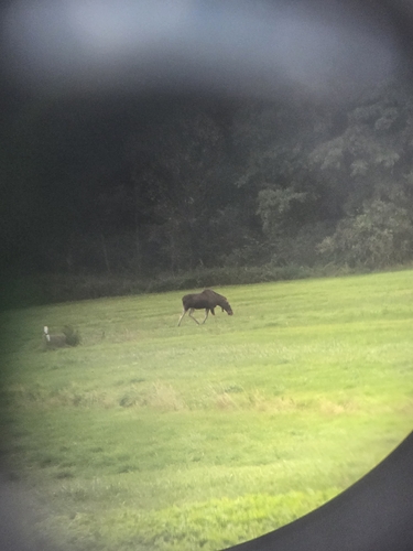 Moose