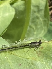 Ischnura denticollis