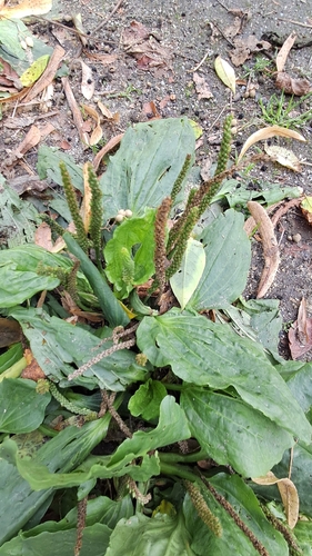 greater plantain