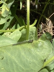 Ischnura denticollis
