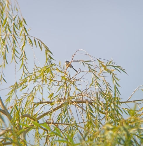 Long-tailed Tit