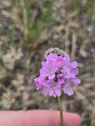 Sea Thrift