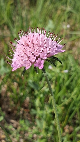 Sweet scabious