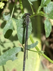 Ischnura denticollis