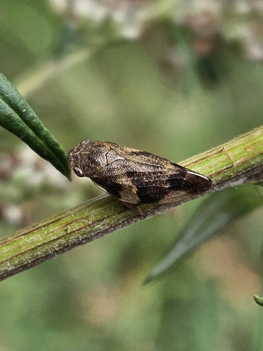 Alder Spittlebug
