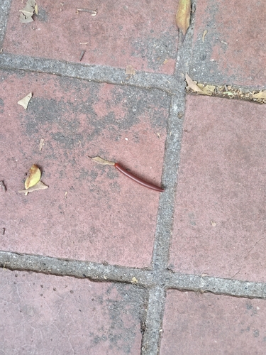 Rusty Millipede