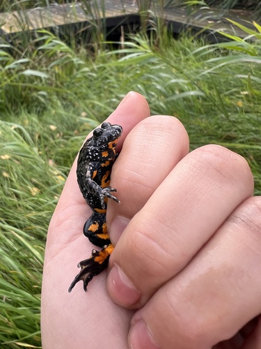 European Fire-Bellied Toad