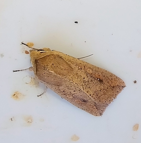 Armyworm Moth