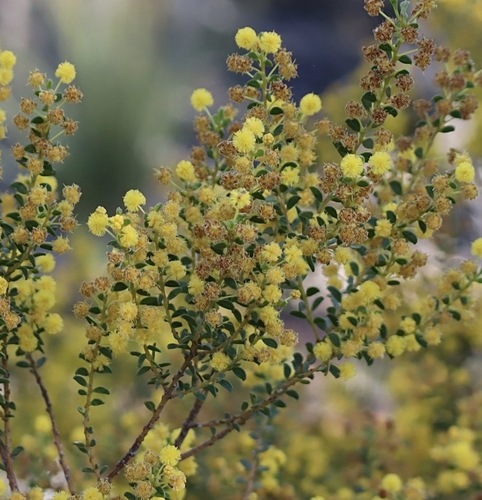 Round-leaf Wattle