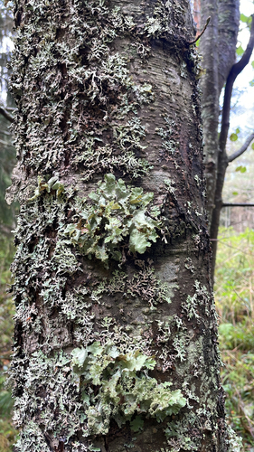 Varied Rag Lichen