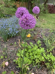 Allium giganteum