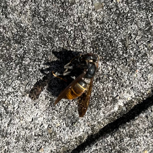 Vespa velutina nigrithorax