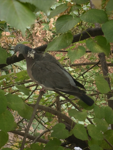 Common Wood-Pigeon