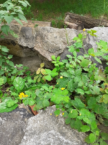 Greater celandine