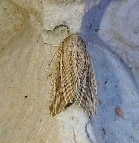 Mythimna riparia