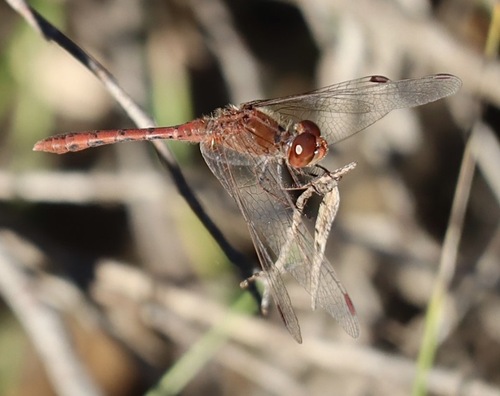 Wandering Percher