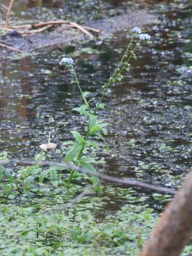 Myosotis scorpioides, photograph 5