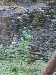 (c) Константин Селивёрстов, some rights reserved (CC BY) Myosotis scorpioides, photograph (c) Константин Селивёрстов, some rights reserved (CC BY)