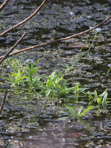 Myosotis scorpioides, photograph 4
