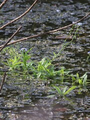 (c) Константин Селивёрстов, some rights reserved (CC BY) Myosotis scorpioides, photograph (c) Константин Селивёрстов, some rights reserved (CC BY)