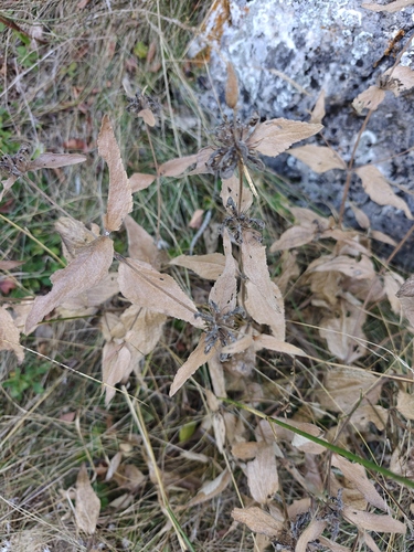 Phlomis herba-venti observed 2026-09-13