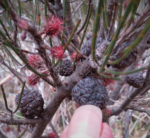 Allocasuarina nana observed 2026-09-16
